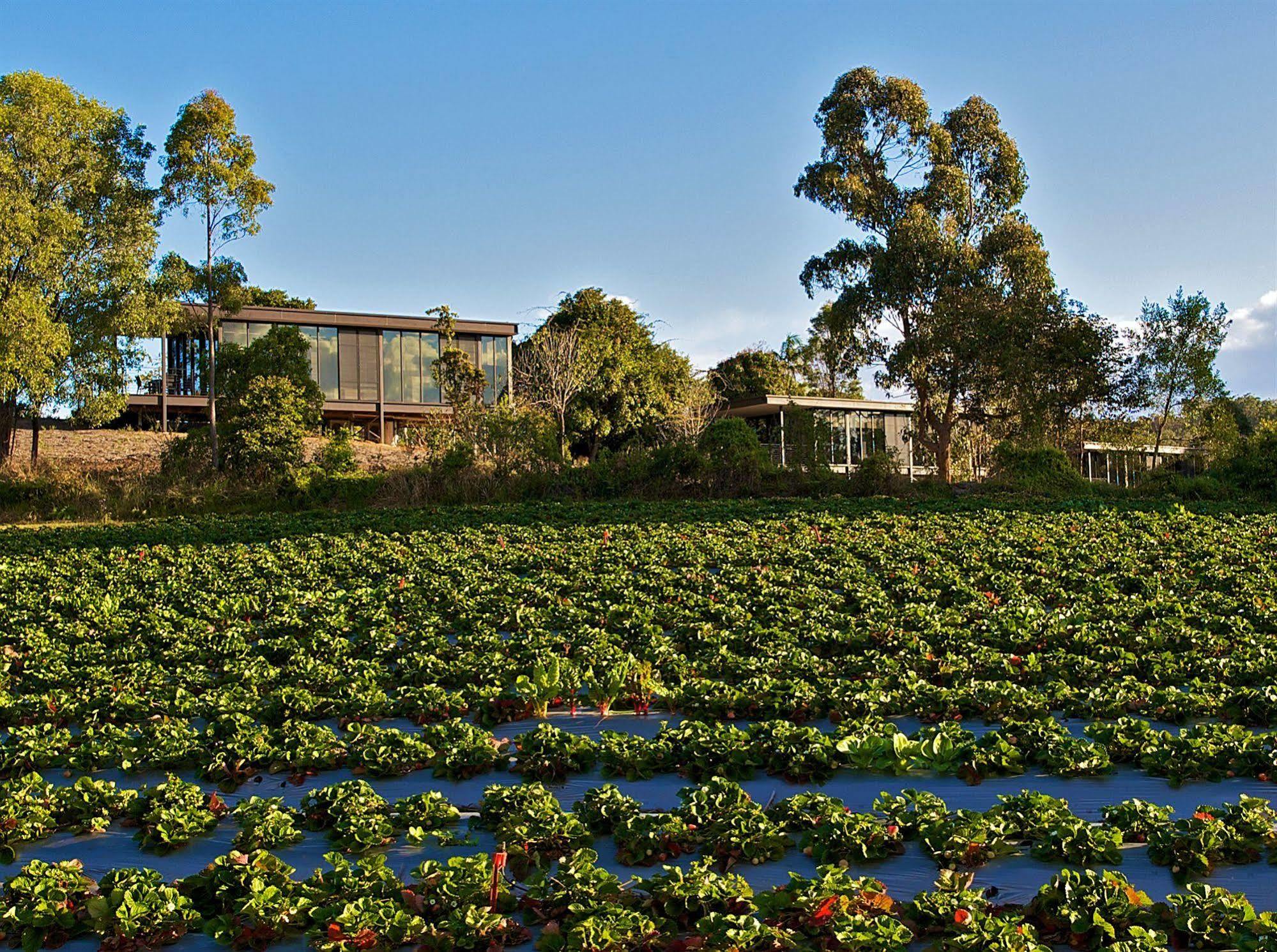 Glass On Glasshouse Glass House Mountains Exterior foto